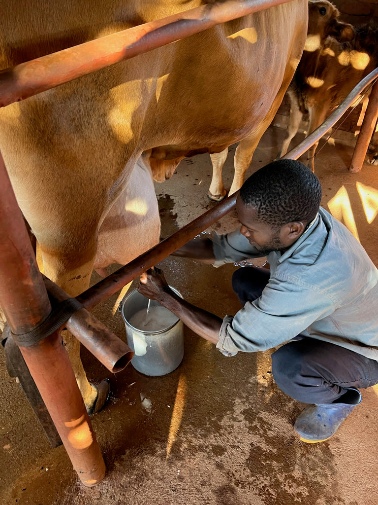 man milking cow