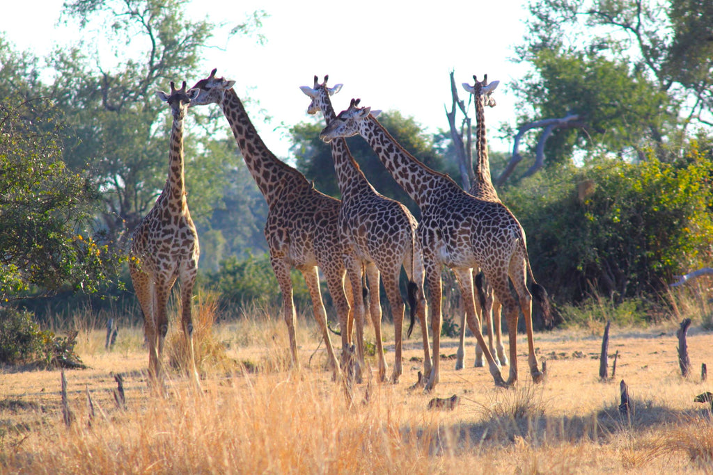 Giraffes in field