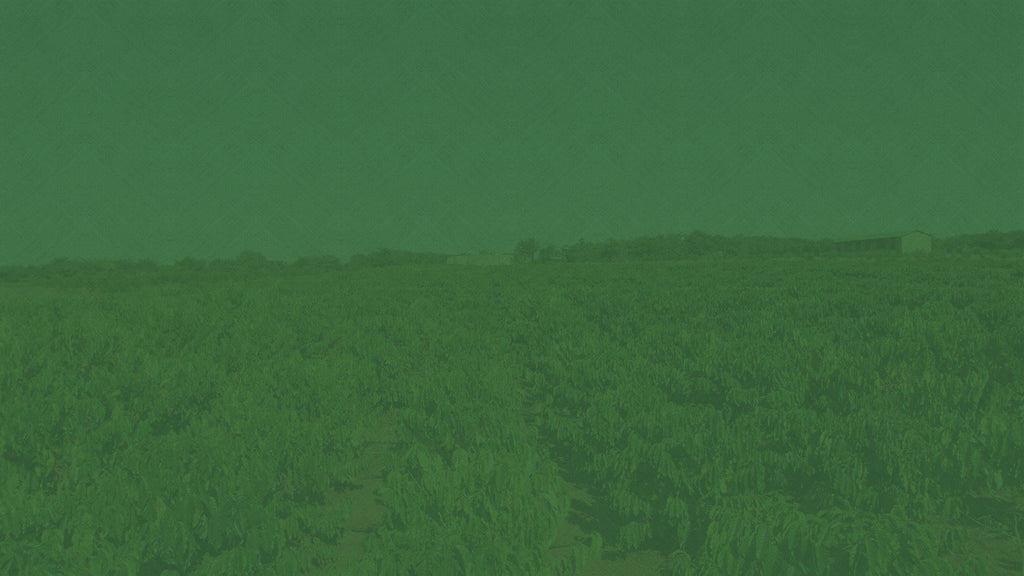 field of trees background with green tint