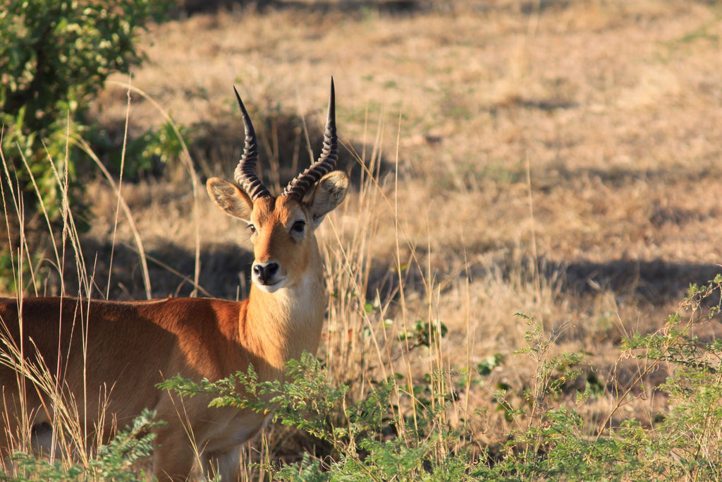 Antelope in field